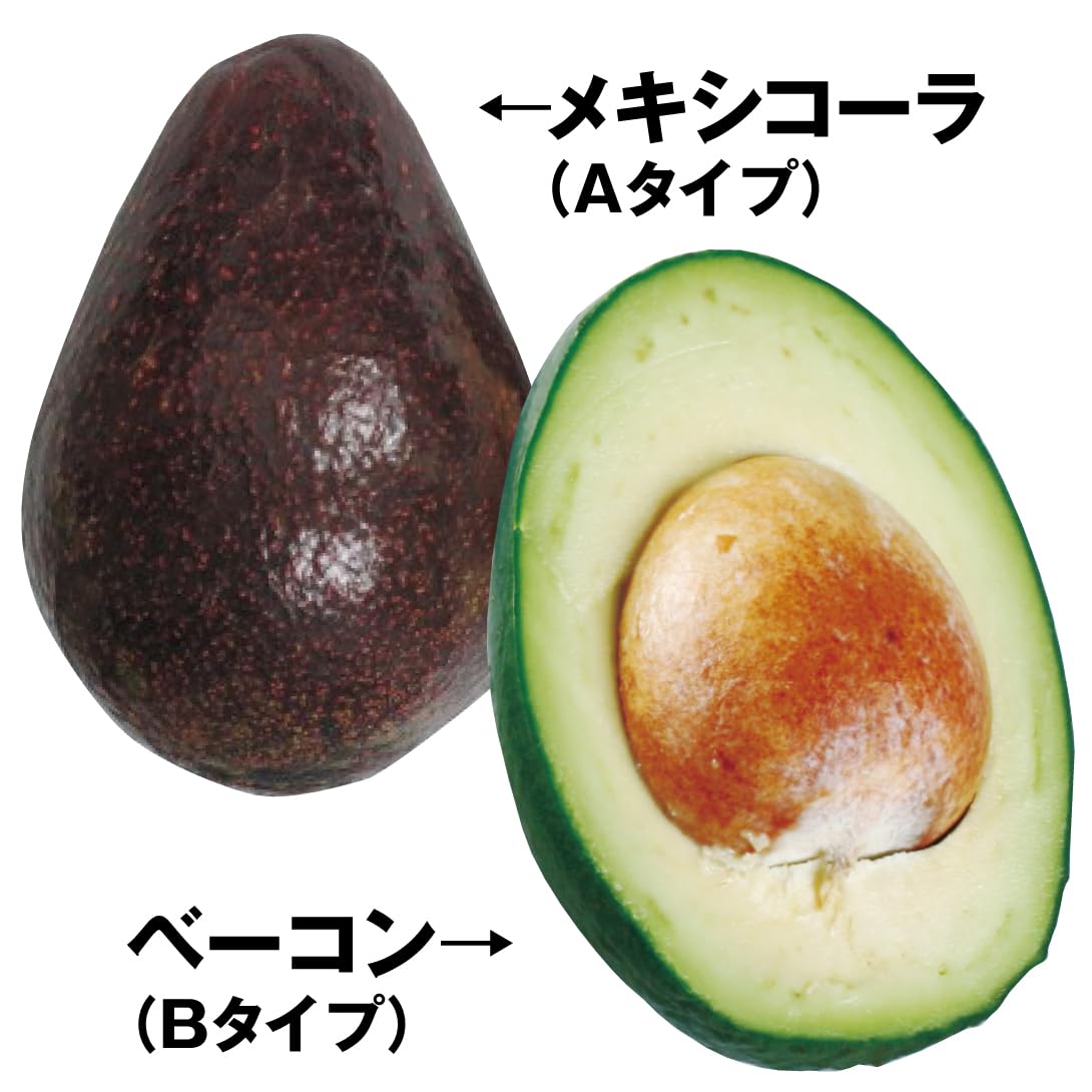 アボカド１個　青上植木にある方 若木の果樹 Amazon.co.jp: 果樹苗 アボカド 寒さに強いアボカドAセット 2種2